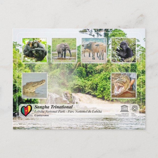 UNESCO WH- Sangha Trinational - Lobéké Postkarte (Vorderseite)