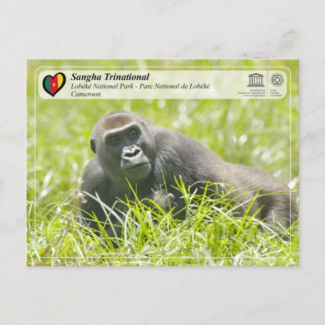 UNESCO WH- Sangha Trinational - Lobéké Postkarte (Vorderseite)