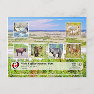 UNESCO WH- Wood Buffalo Nationalpark Postkarte