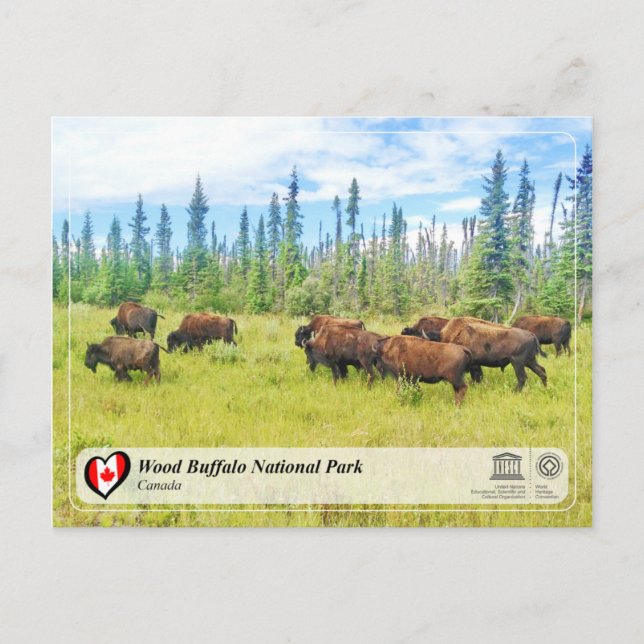 UNESCO WH- Wood Buffalo Nationalpark Postkarte (Vorderseite)