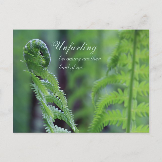 Unfurling fern leaf CC0191 Nature nah-up Foto Postkarte (Vorderseite)