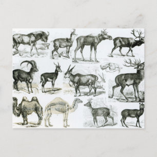 Ungalata oder Haustiere Postkarte