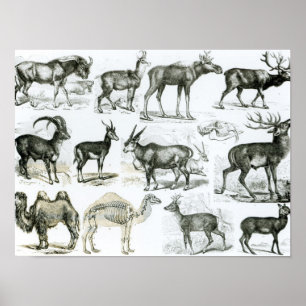 Ungalata or Hoofed Animals Poster