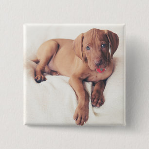 Ungar Vizsla Welpe Button