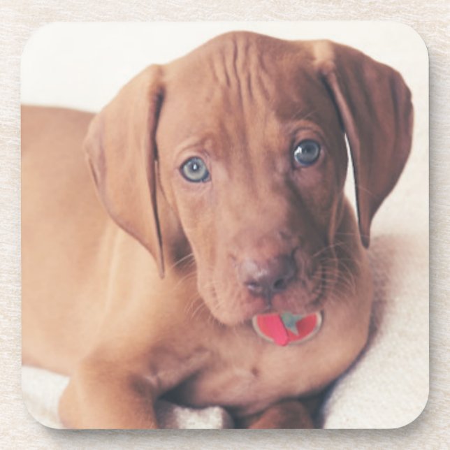 Ungar Vizsla Welpe Getränkeuntersetzer (Vorderseite)