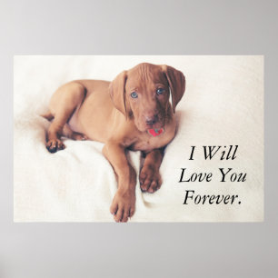 Ungar Vizsla Welpe Poster