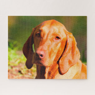 Ungarisch Vizla Dog Jigsaws. Puzzle
