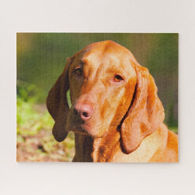 Ungarisch Vizla Dog Jigsaws. Puzzle (Horizontal)
