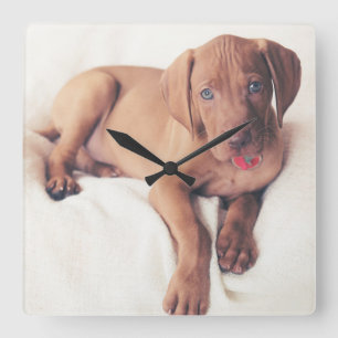 Ungarisch Vizsla Puppy Quadratische Wanduhr