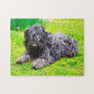Ungarischer Puli Hund. Puzzle