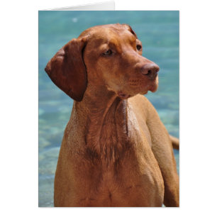 Ungarischer Vizsla Hund
