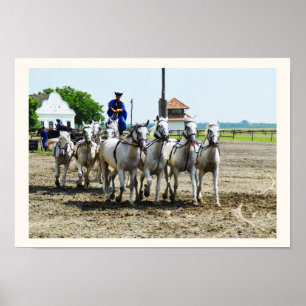Ungarisches Pferd Poster