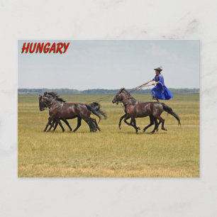 Ungarn - Pferde Postkarte