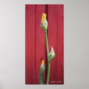 Ungeöffnet - gelb poster