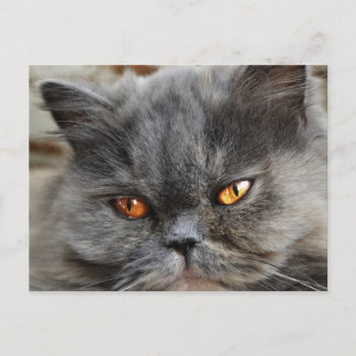 Ungestörte Katze Postkarte