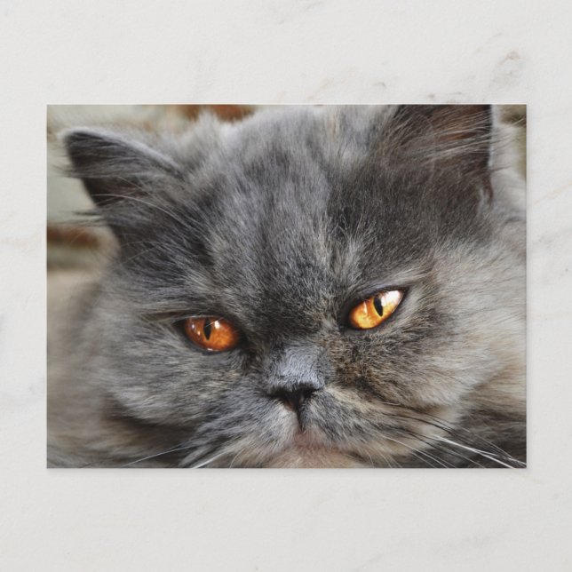 Ungestörte Katze Postkarte (Vorderseite)