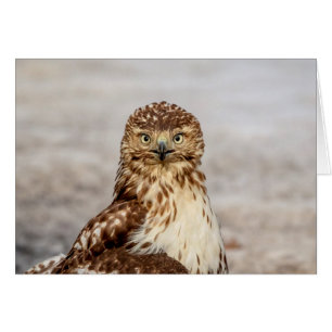 Ungetarnter Rotschwanzfalken auf dem Boden