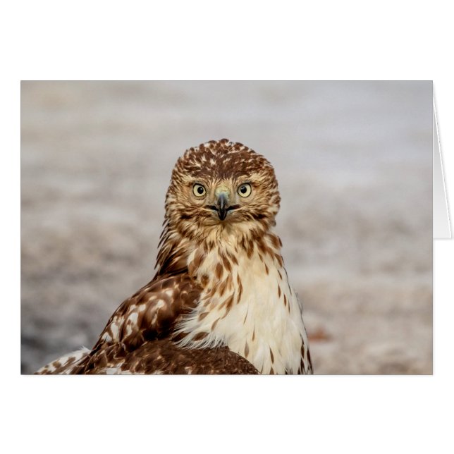 Ungetarnter Rotschwanzfalken auf dem Boden (Vorderseite (Horizontal))