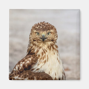 Ungetarnter Rotschwanzfalken auf dem Boden Magnet