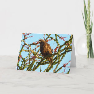 Ungetarnter Rotschwanzfalken in Ocotillo Bush Karte