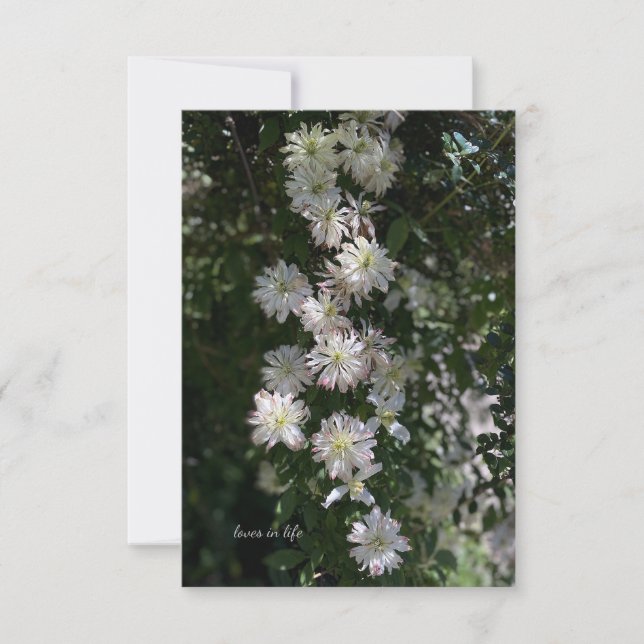 Ungewöhnlich während Clematis Mitteilungskarte (Vorderseite)