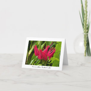 Ungewöhnliche brasilianische Kerzen Gruß Danke Not Karte