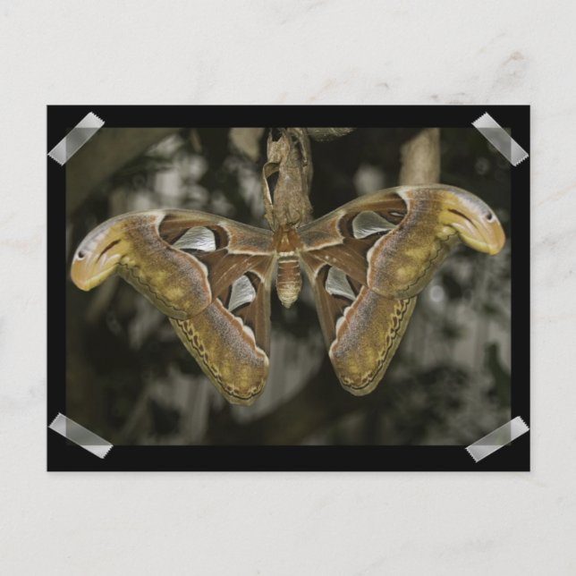 Ungewöhnliche Modemkarte Postkarte (Vorderseite)