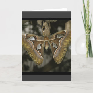 Ungewöhnliche Moth Grußkarte Karte