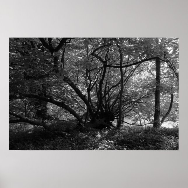 Ungewöhnlicher Baum, Bute Park, Cardiff, Wales BW Poster (Vorne)