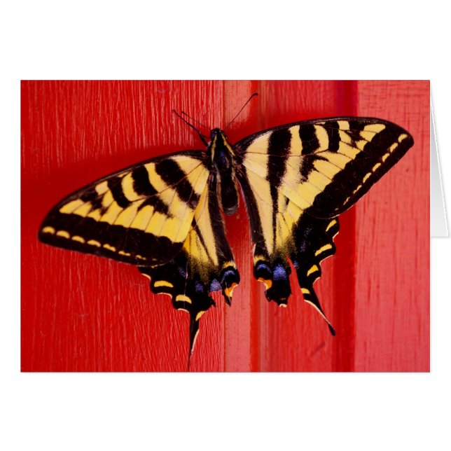 ungewöhnlicher Schmetterling (Vorderseite (Horizontal))