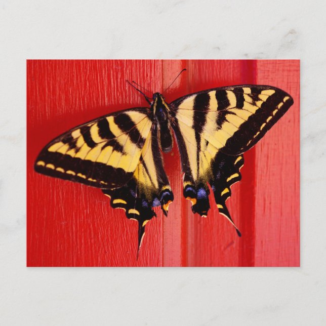 ungewöhnlicher Schmetterling Postkarte (Vorderseite)