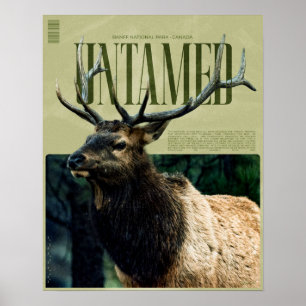 Ungezähmtes Banff National Park-Elch-Poster Poster