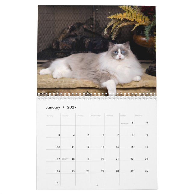Unglaublicher Ragdolls Wandkalender (Jan 2027)