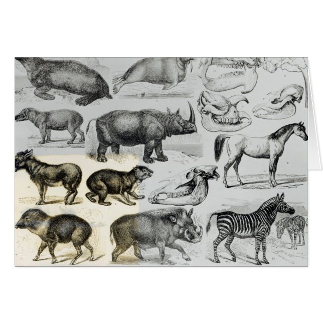 Ungulata oder Huftiere (Vorderseite (Horizontal))