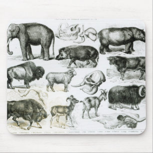 Ungulata oder Huftiere Mousepad