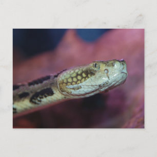 Unheimliche Schlange Postkarte