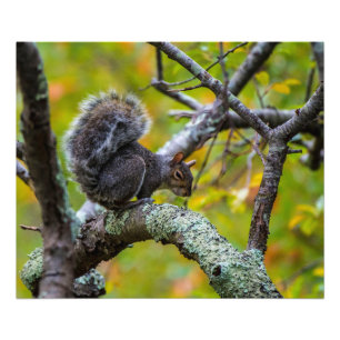 Unheimliches Eichhörnchen 24 x 20 Kodak Fotodruck