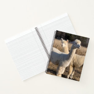 Uni Ruled Spiral Notebook - White Alpacas Notizbuch
