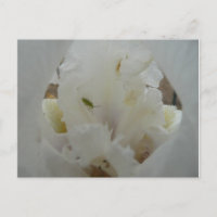 Unique Bug auf einer Iris-Blume