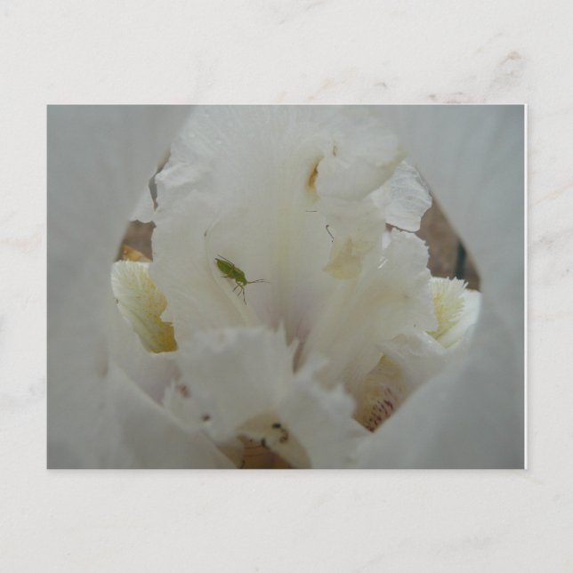 Unique Bug auf einer Iris-Blume Postkarte (Vorderseite)
