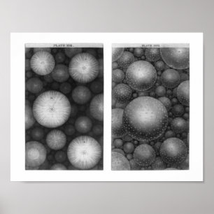 Universum Thomas Wrights Poster