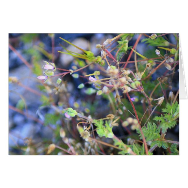 Unkraut (Vorderseite (Horizontal))