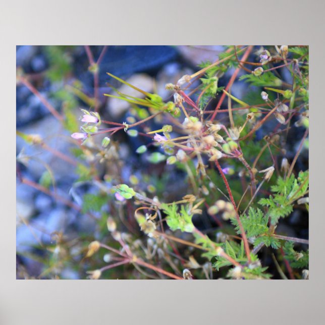 Unkraut Poster (Vorne)