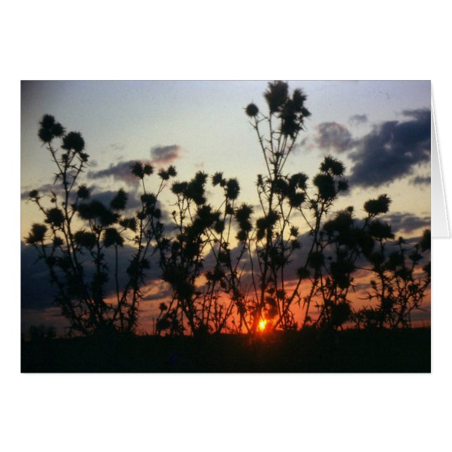 Unkraut und Sonnenuntergang (Vorderseite (Horizontal))