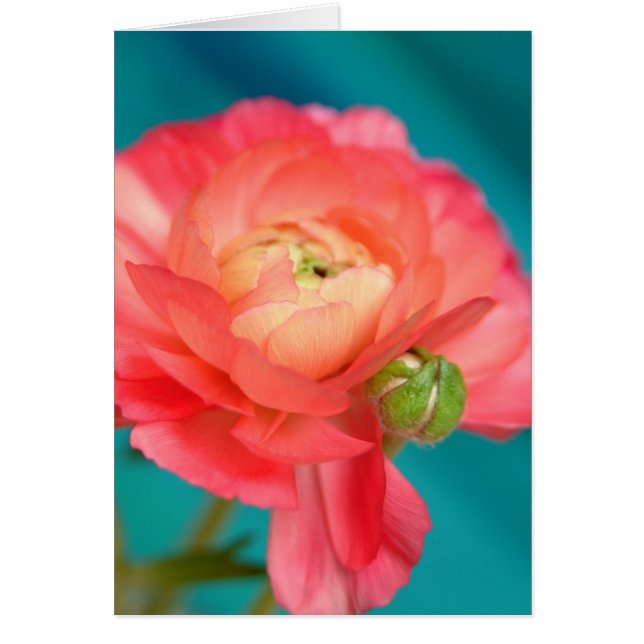 unkulant mit Knospen (Vorne)