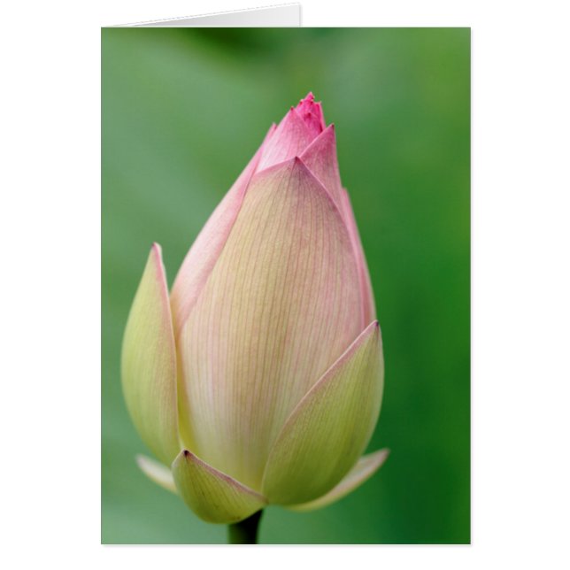 Unopened Water Lily Bulb, Durban Botanical (Vorne)