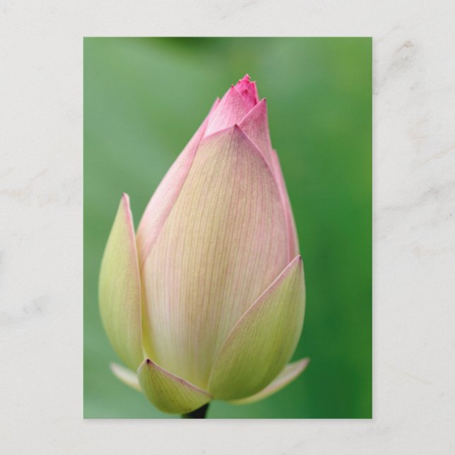 Unopened Water Lily Bulb, Durban Botanical Postkarte (Vorderseite)