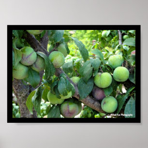 Unreife violette Pflaumen Poster