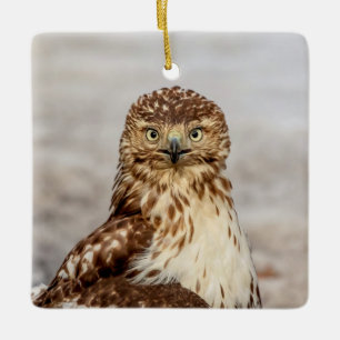 Unreifer Rotschwanzbussard auf dem Boden Keramikornament