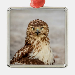 Unreifer Rotschwanzbussard auf dem Boden Silbernes Ornament